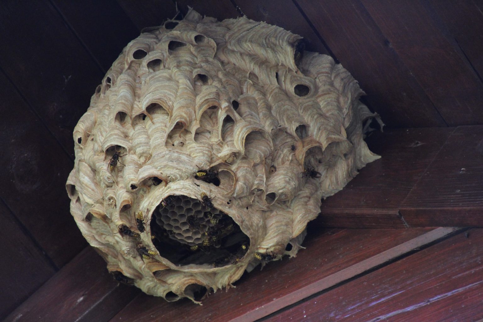 Valokuvaaja: Tiina Laihanen