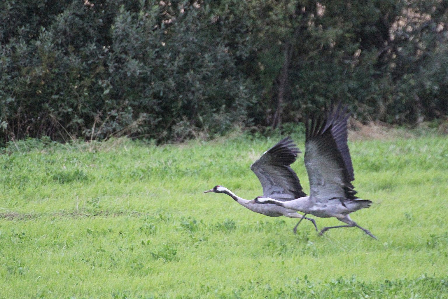 Valokuvaaja: Irja Lehtinen