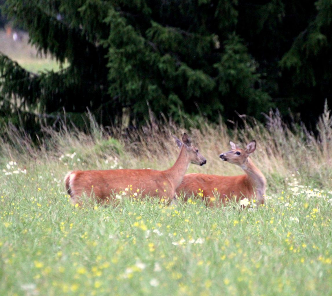 Valokuvaaja: Irja Lehtinen