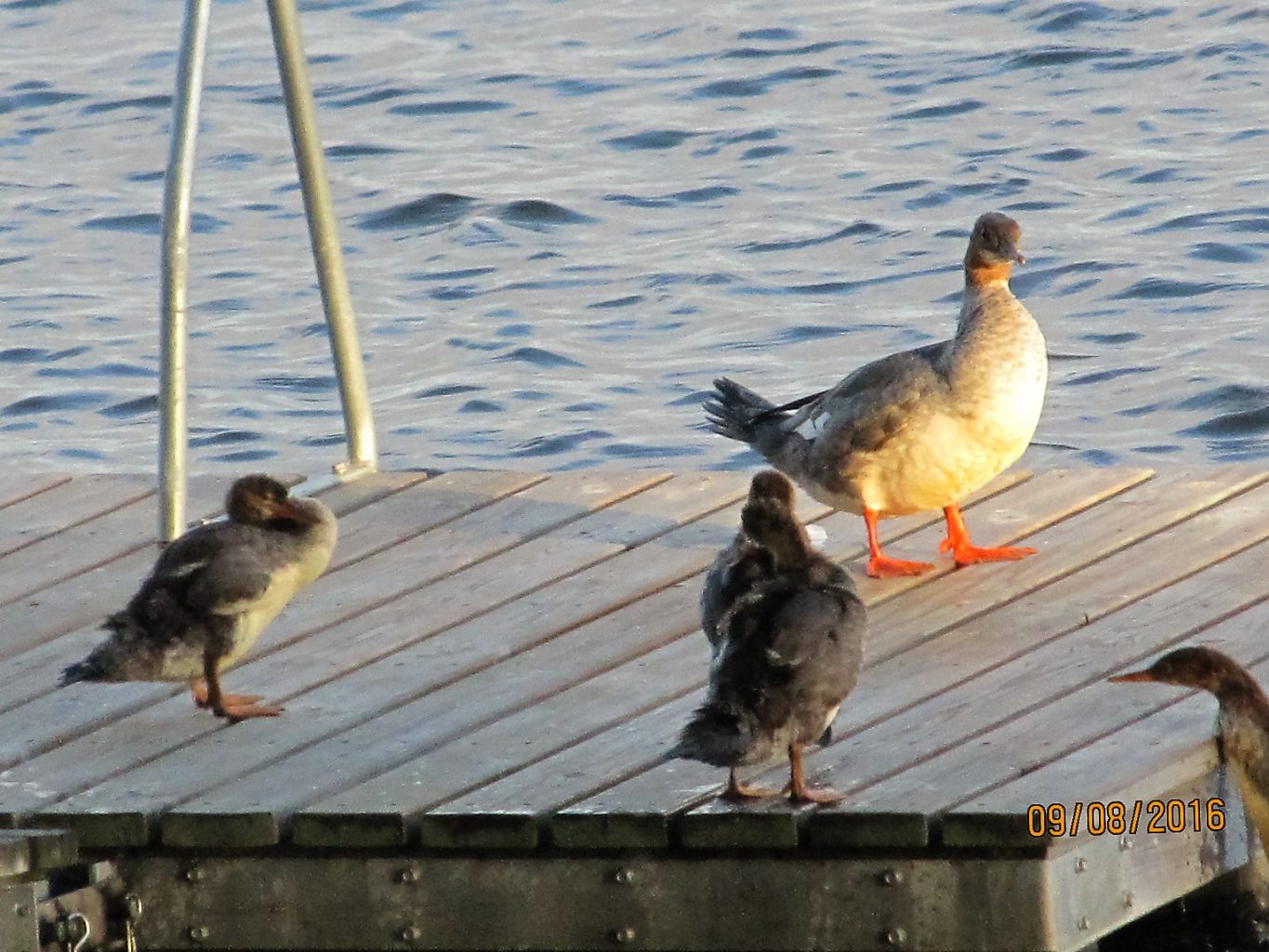 Valokuvaaja: Tuula Makkonen