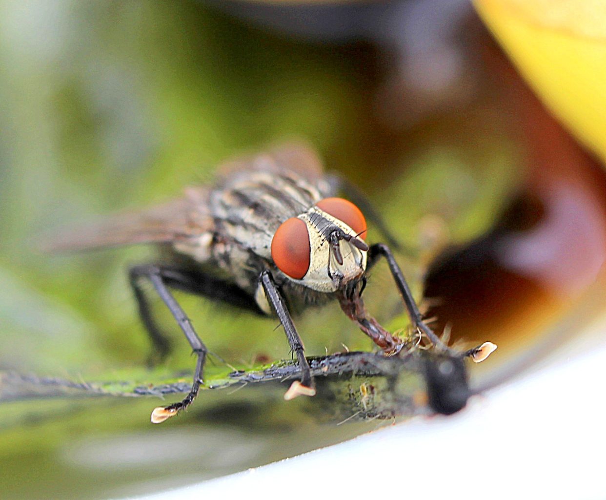 Valokuvaaja: Irja lehtinen