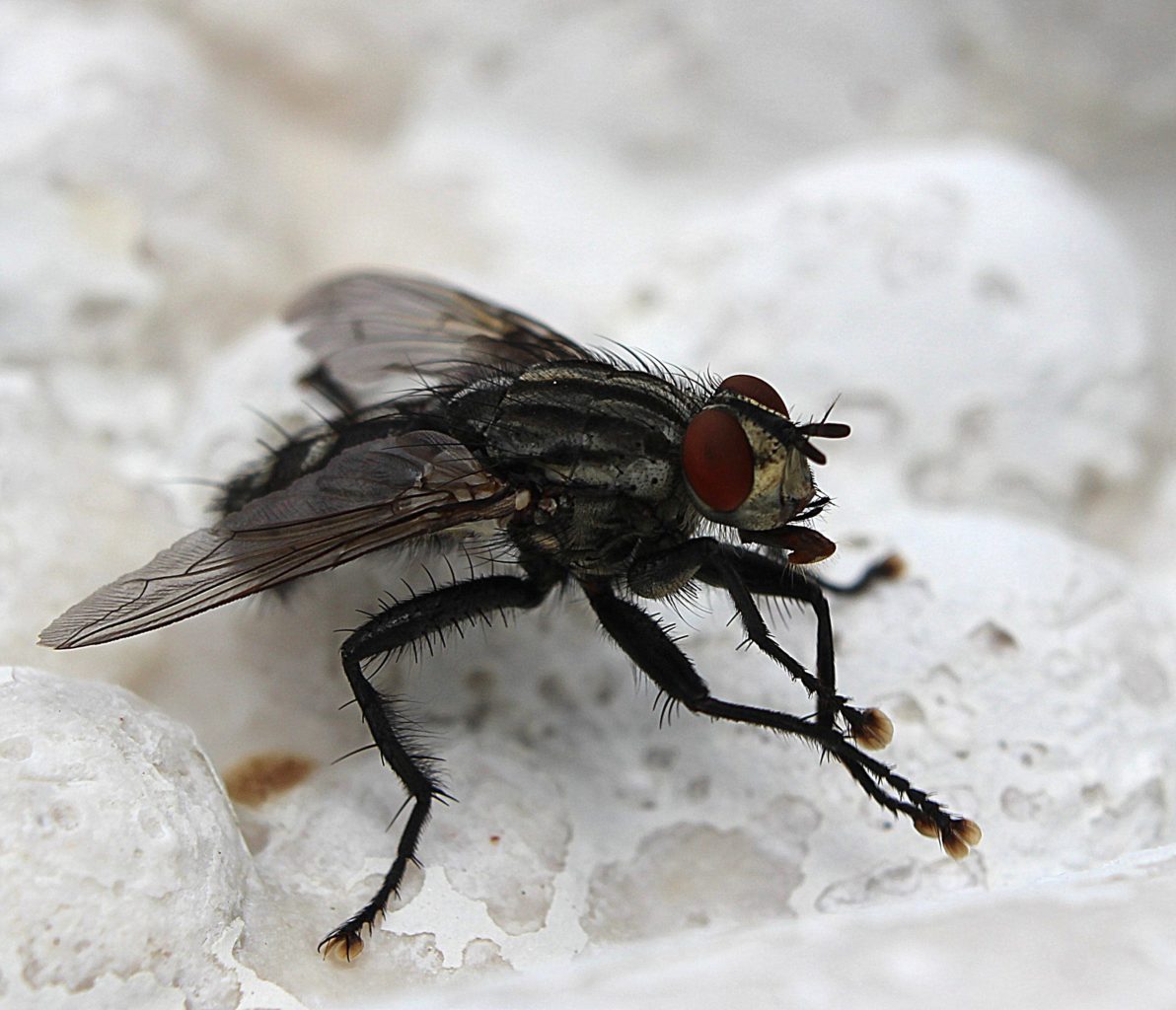 Valokuvaaja: Irja Lehtinen