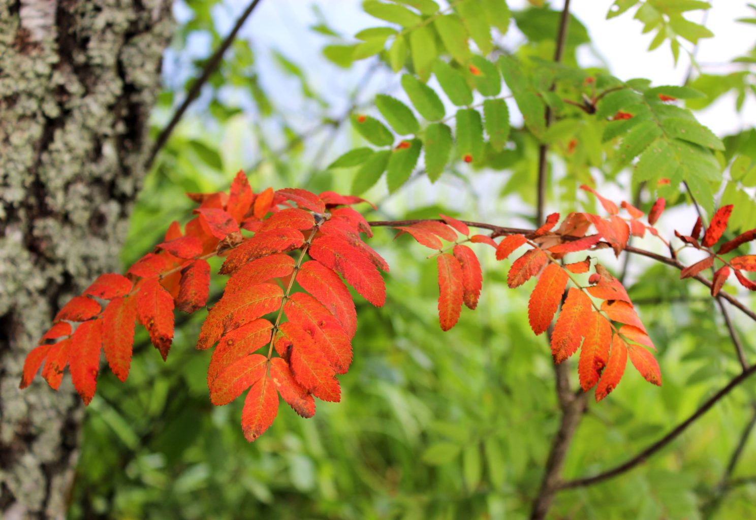 Valokuvaaja: Irja Lehtinen