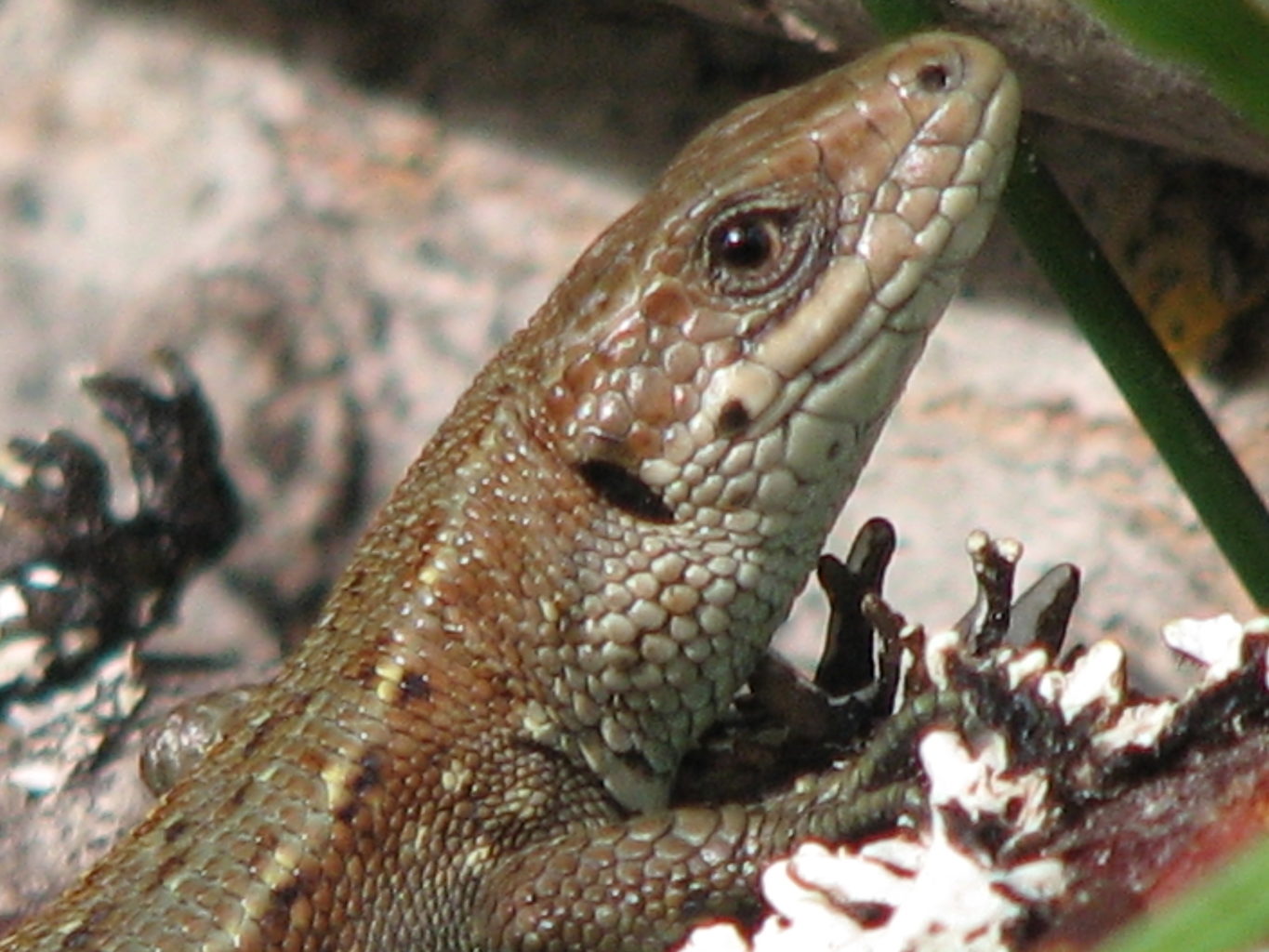 Valokuvaaja: Anni Tanner