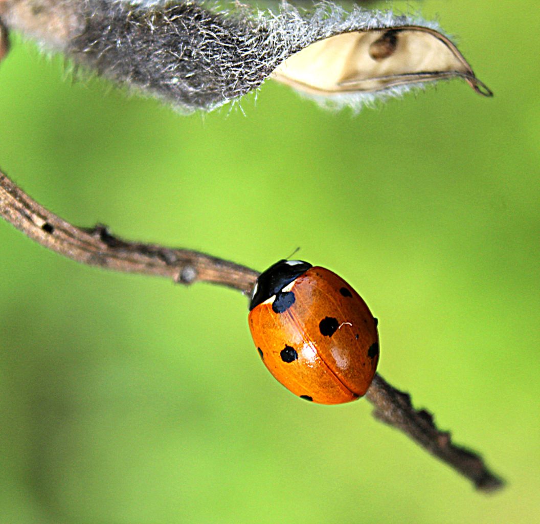 Valokuvaaja: Irja lehtinen