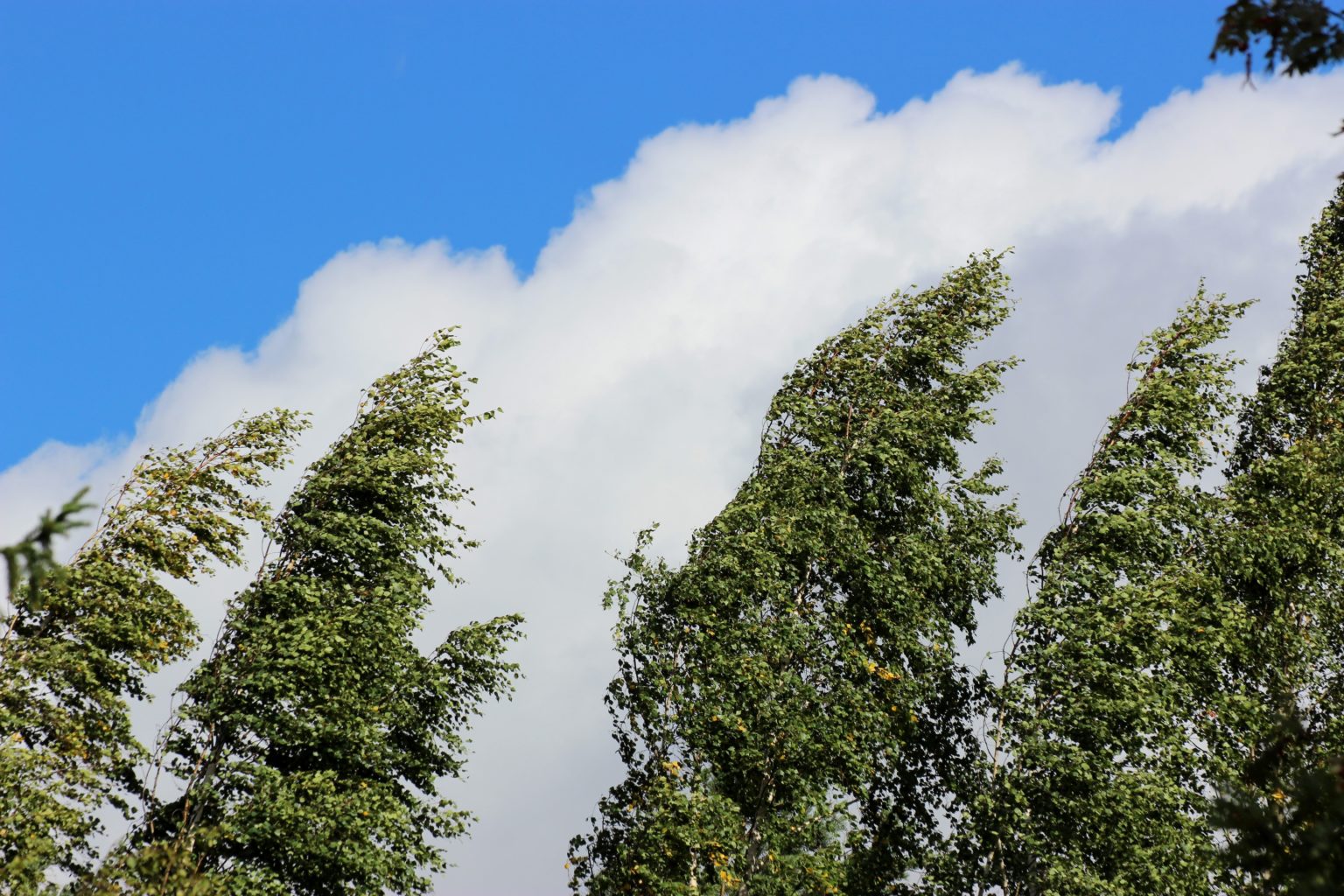 Valokuvaaja: Irja Lehtinen