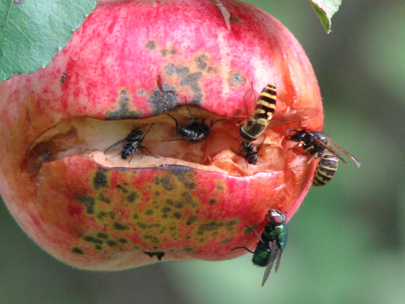 Valokuvaaja: Anni Tanner