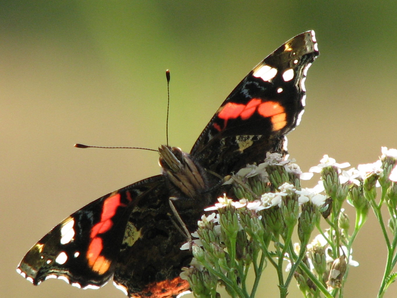 Valokuvaaja: Anni Tanner
