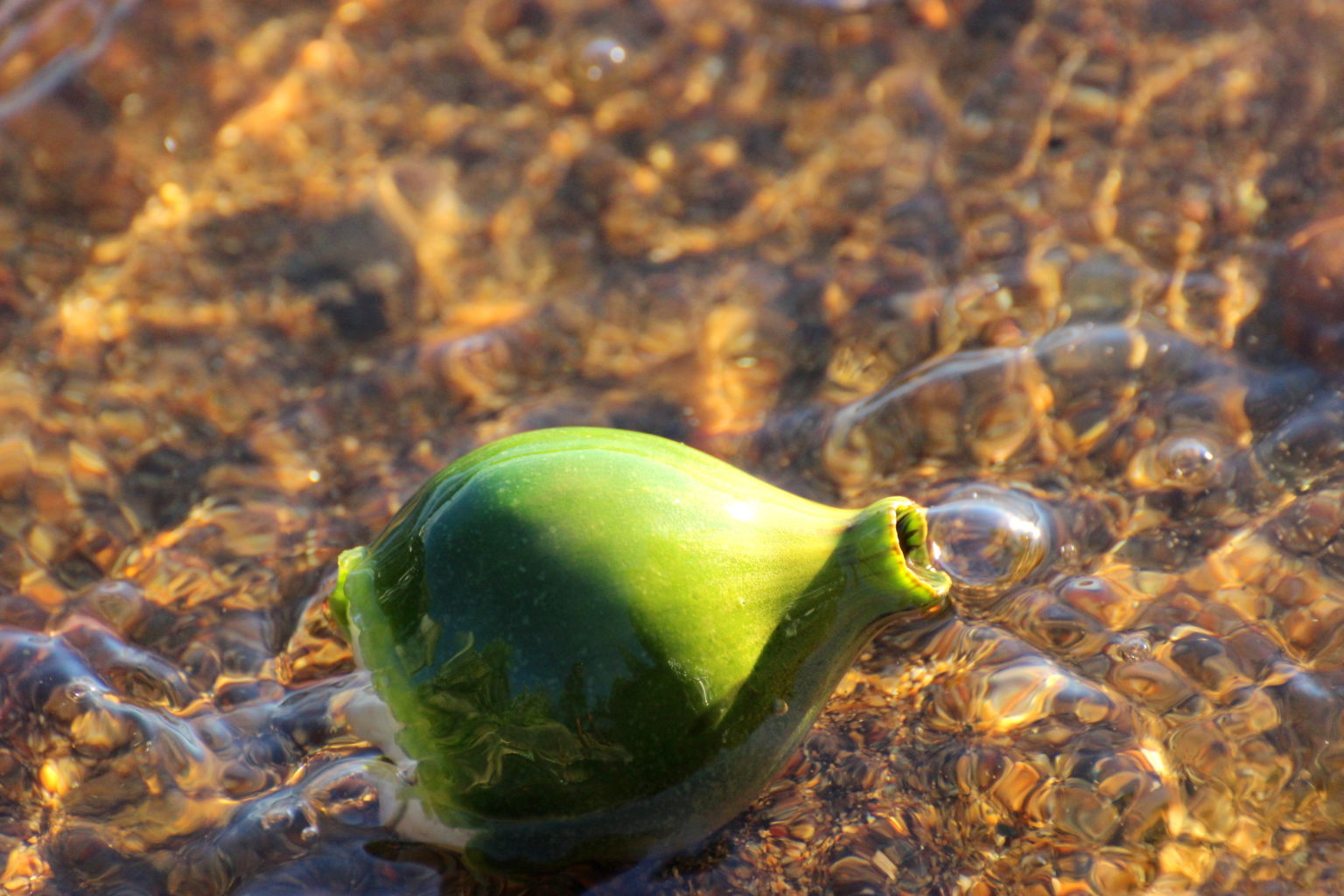 Valokuvaaja: Irja lehtinen