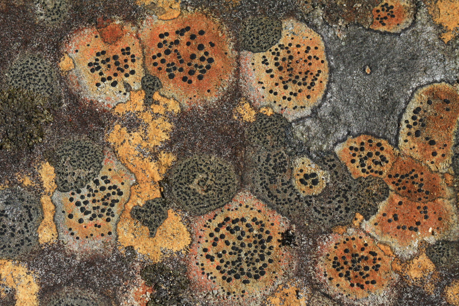 Valokuvaaja: Berndt Hannelius