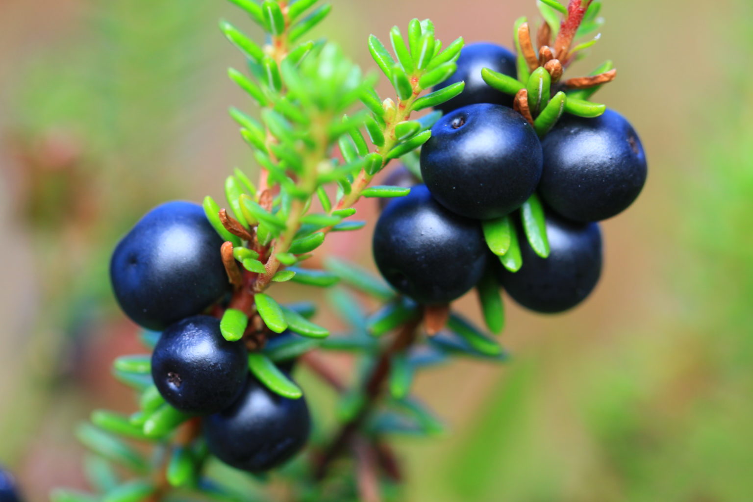 Valokuvaaja: Berndt Hannelius