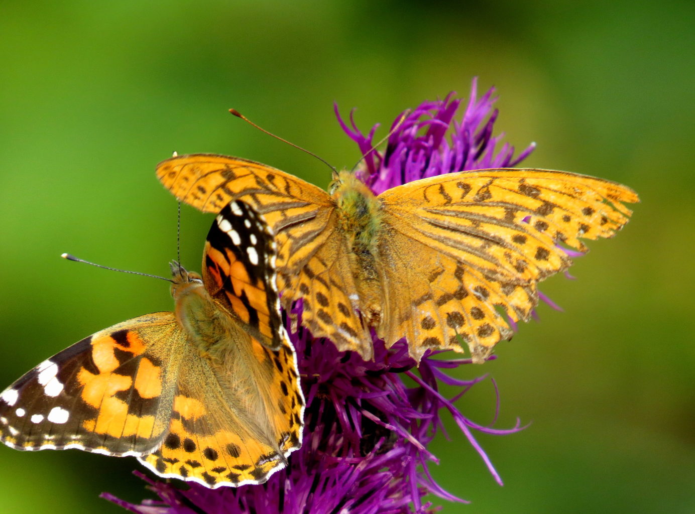 Valokuvaaja: Jaana Talvinen