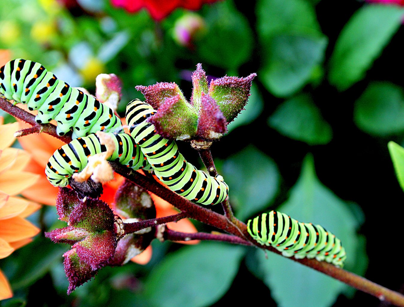 Valokuvaaja: sirpa Jyske