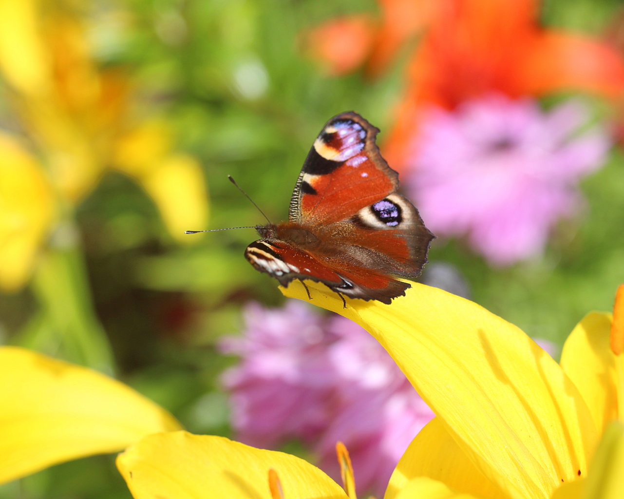 Valokuvaaja: sirpa Jyske Valokuvaaja: sirpa Jyske