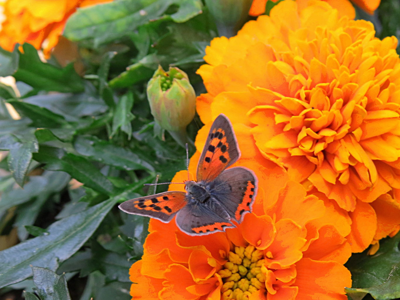 Valokuvaaja: Jaana Talvinen Valokuvaaja: Jaana Talvinen