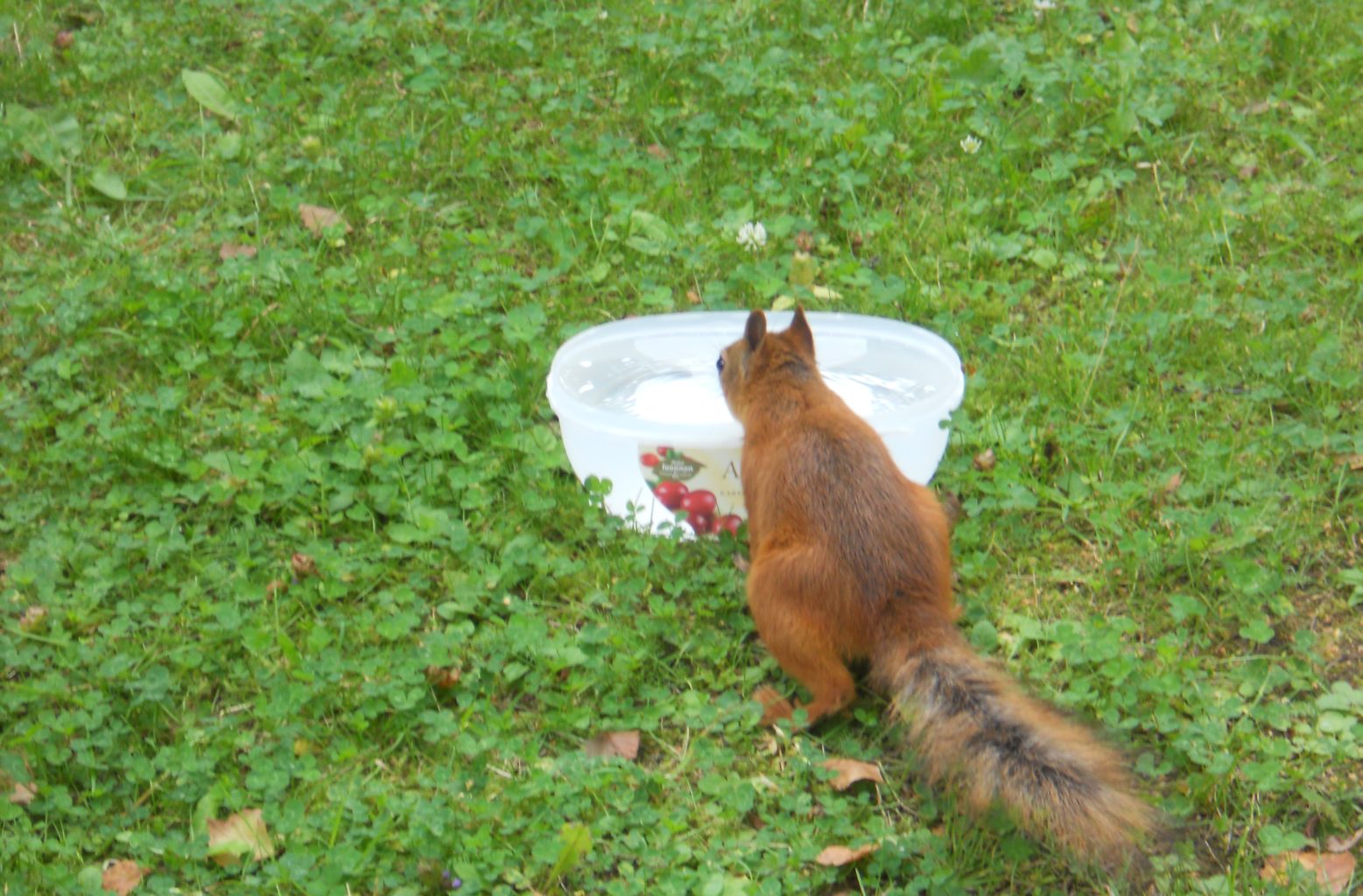 Valokuvaaja: Tiina Arlin Valokuvaaja: Tiina Arlin