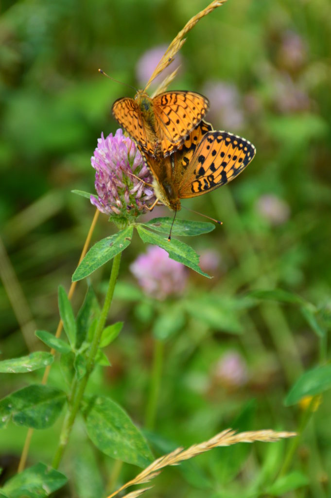 Valokuvaaja: Anni Katajisto