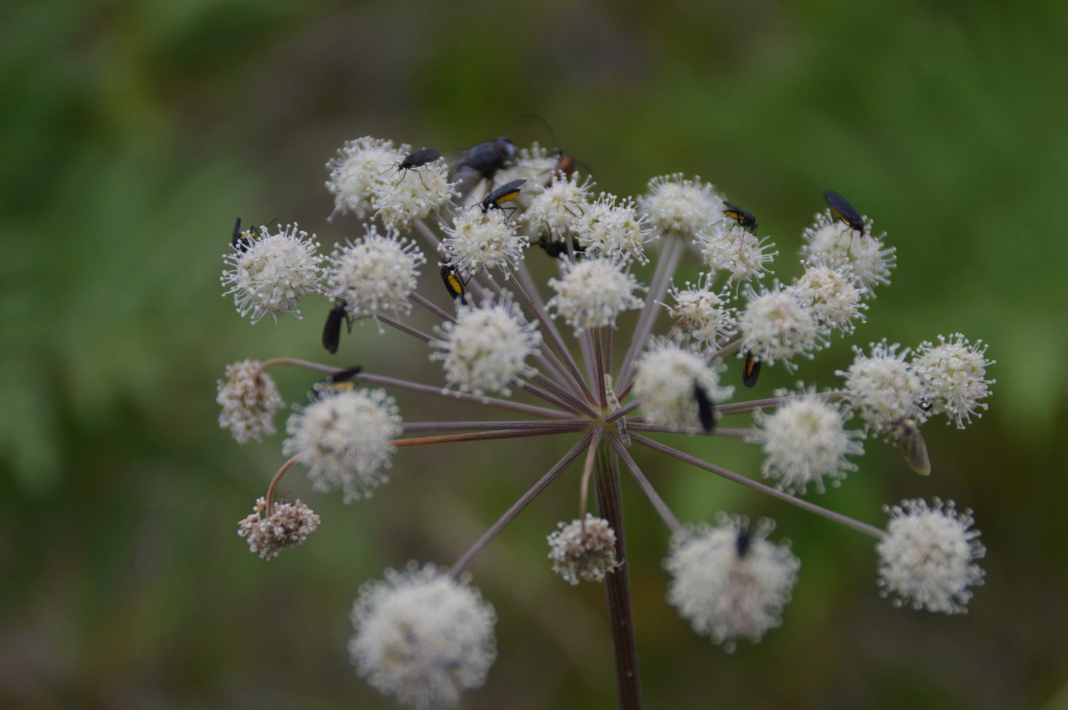 Valokuvaaja: Anni Katajisto