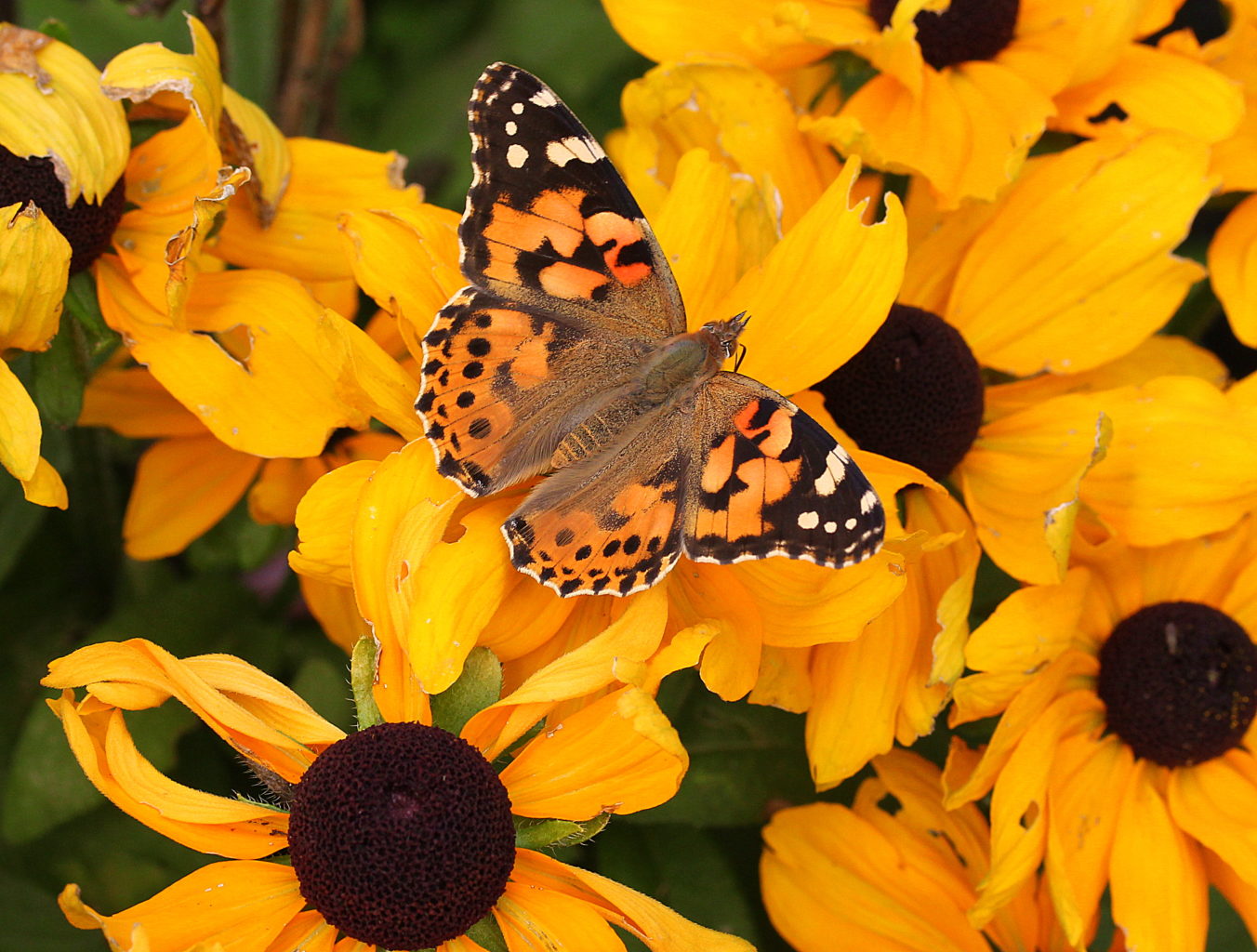 Valokuvaaja: Sirpa Jyske