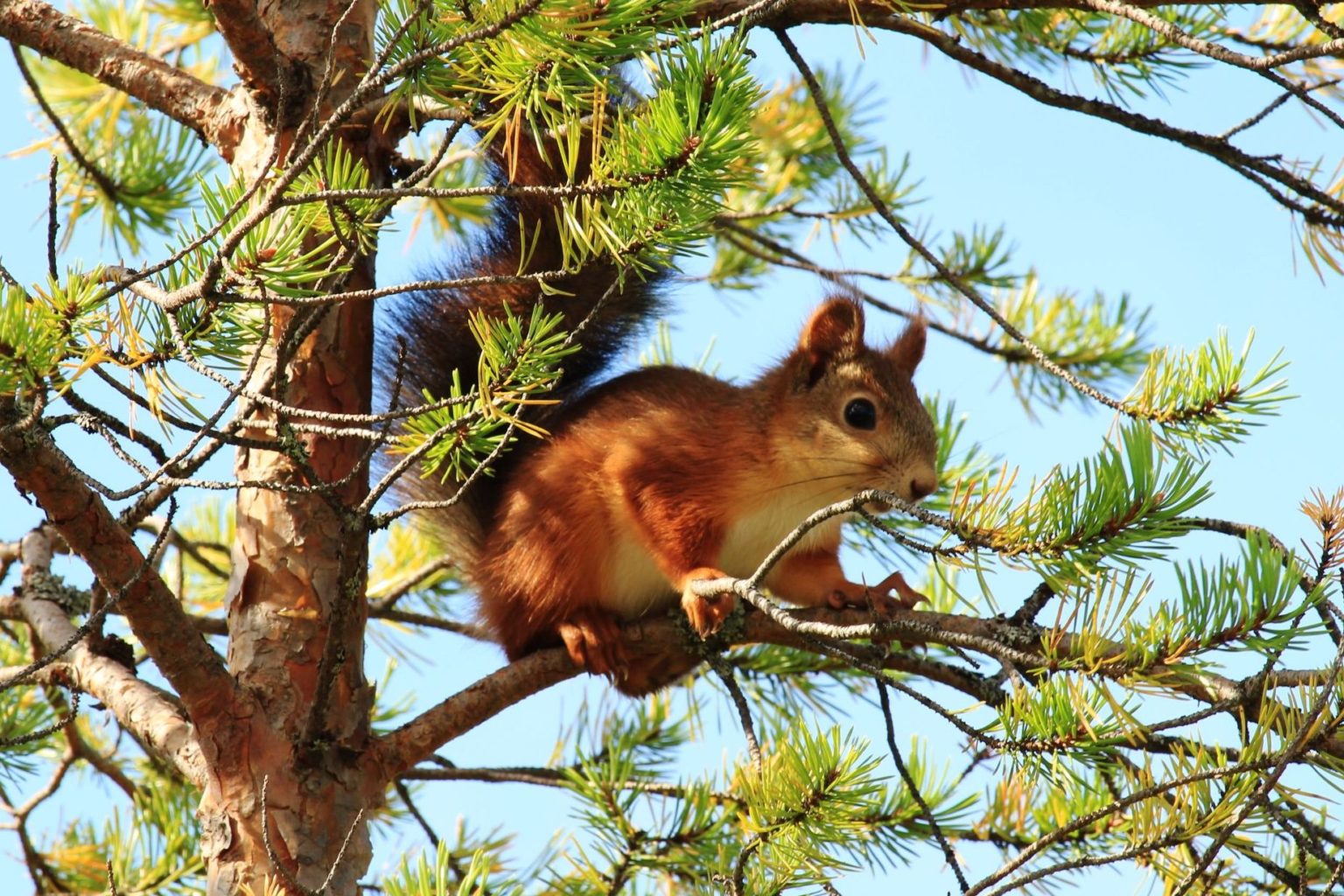 Valokuvaaja: Aimo Räty