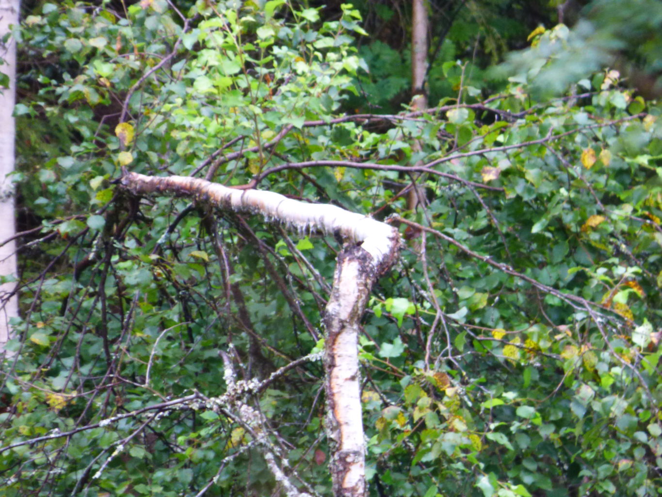 Valokuvaaja: Hannu Rissanen