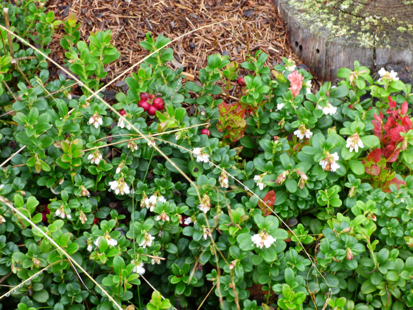 Valokuvaaja: Hannu Rissanen