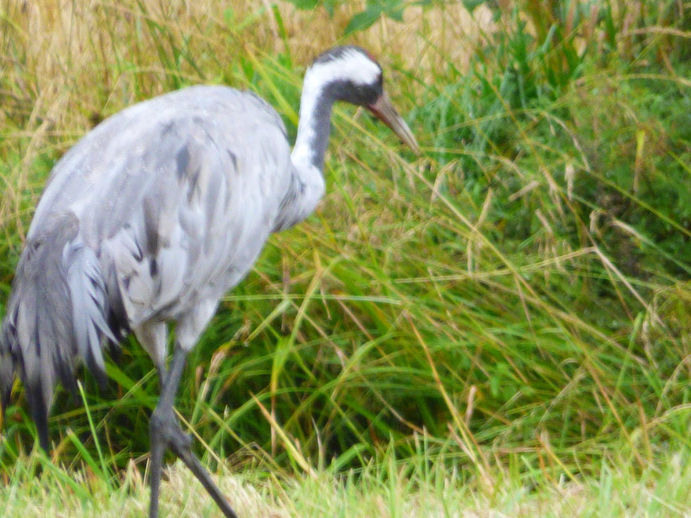 Valokuvaaja: Hannu Rissanen Valokuvaaja: Hannu Rissanen