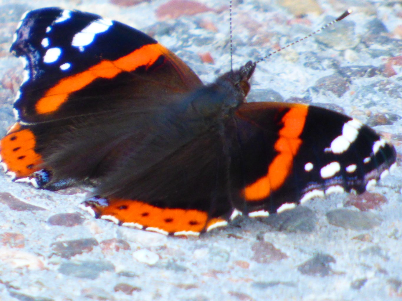 Valokuvaaja: Hannu Rissanen