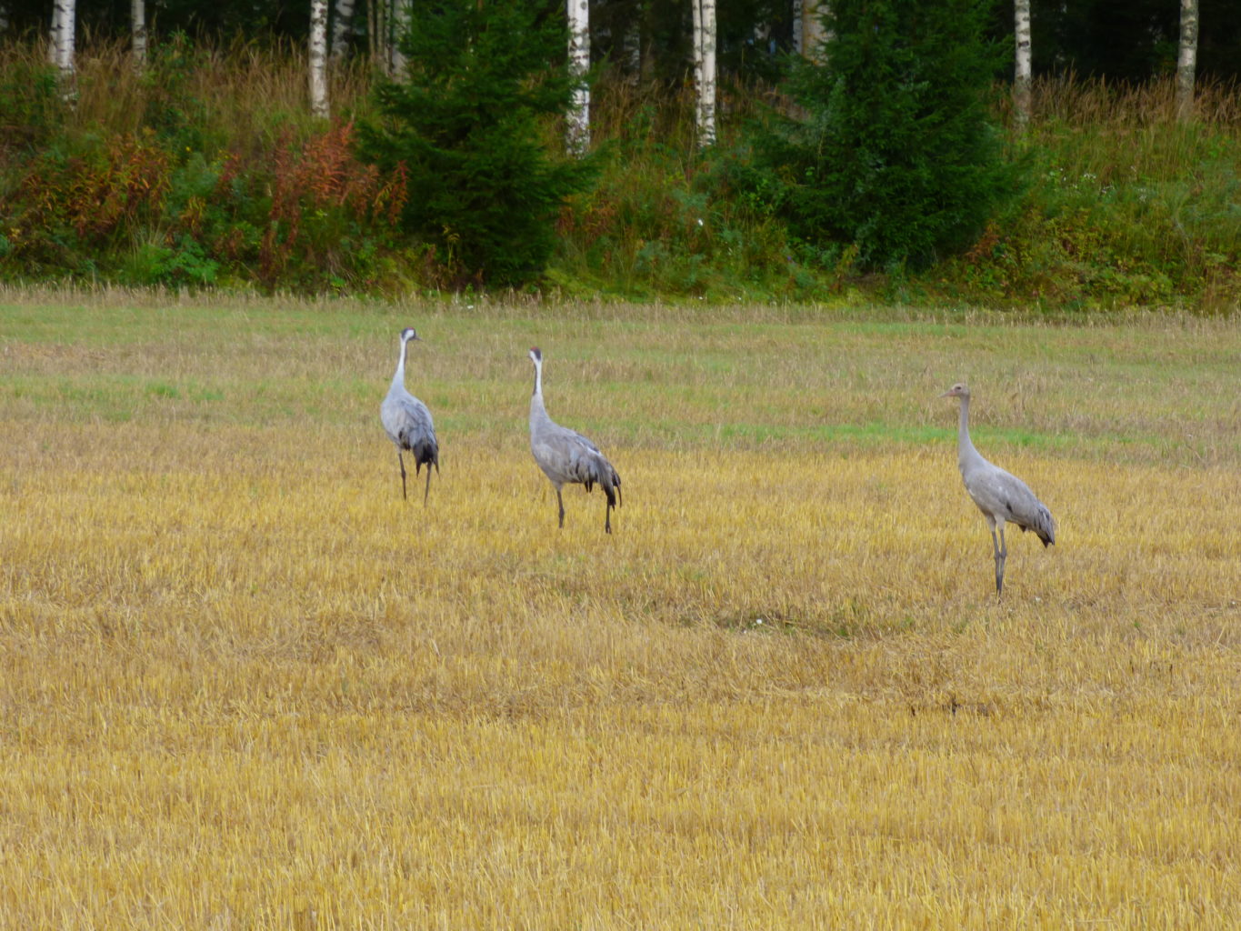 Valokuvaaja: Hannu Rissanen