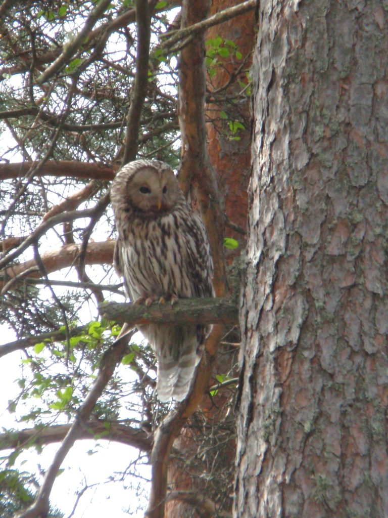 Valokuvaaja: eeva utriainen