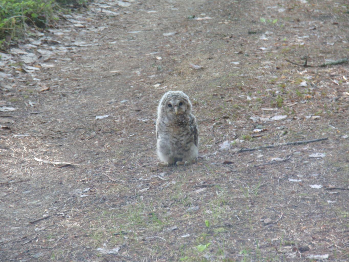 Valokuvaaja: eeva utriainen