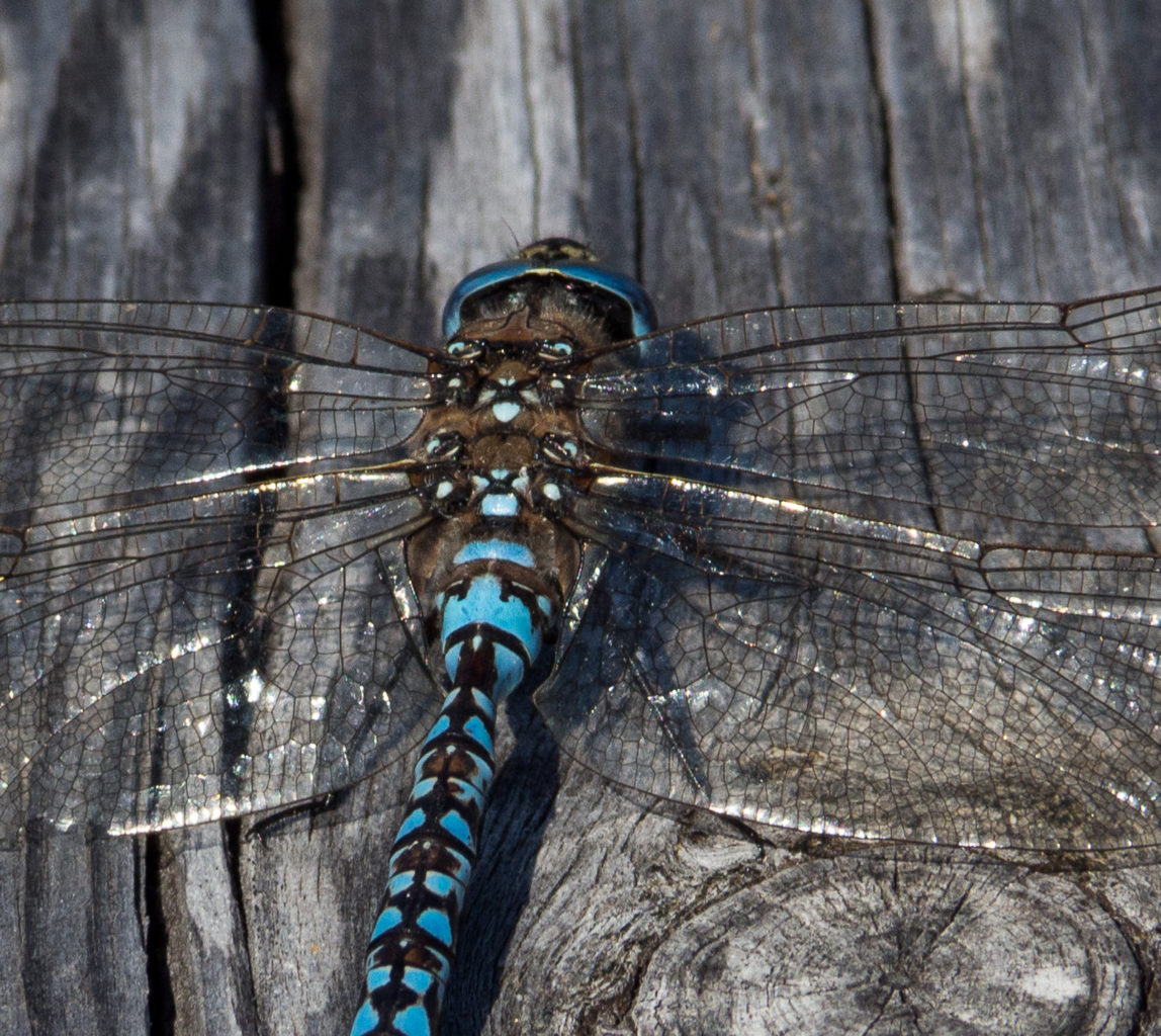 Valokuvaaja: Sirkka Karppinen Valokuvaaja: Sirkka Karppinen