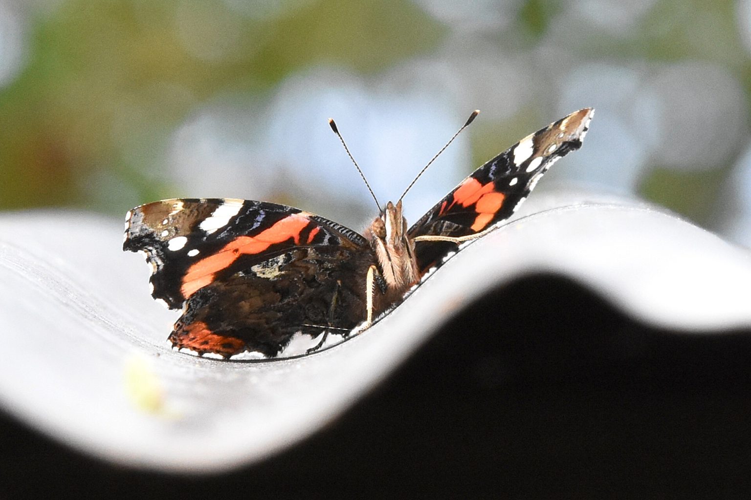 Valokuvaaja: Antti Kaskinen