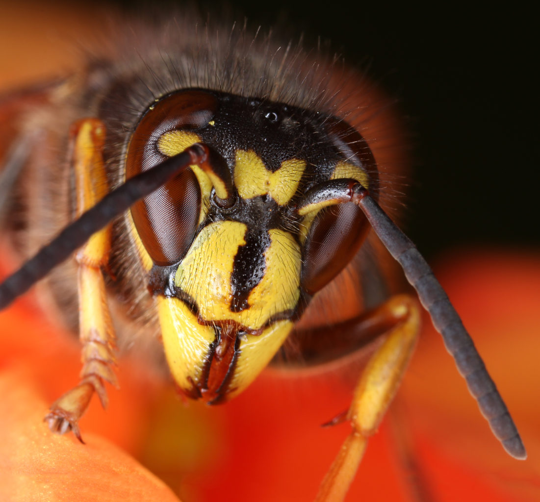 Valokuvaaja: Tarja Porkkala Valokuvaaja: Tarja Porkkala