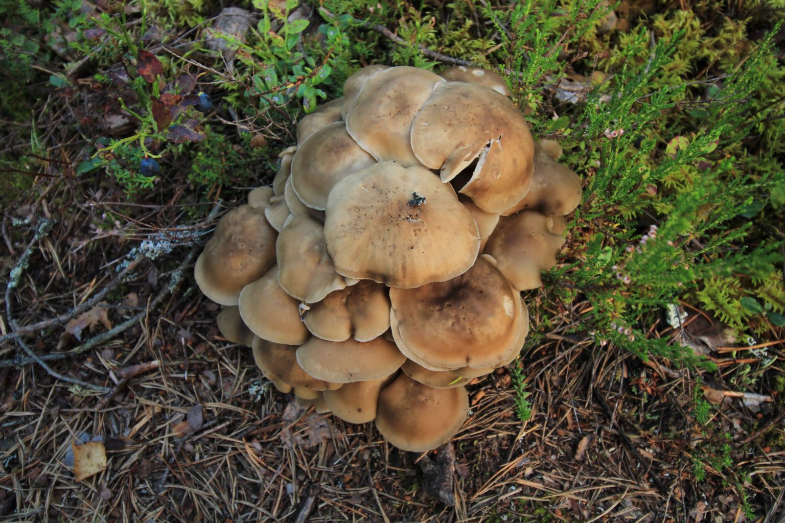 Valokuvaaja: Aimo Räty