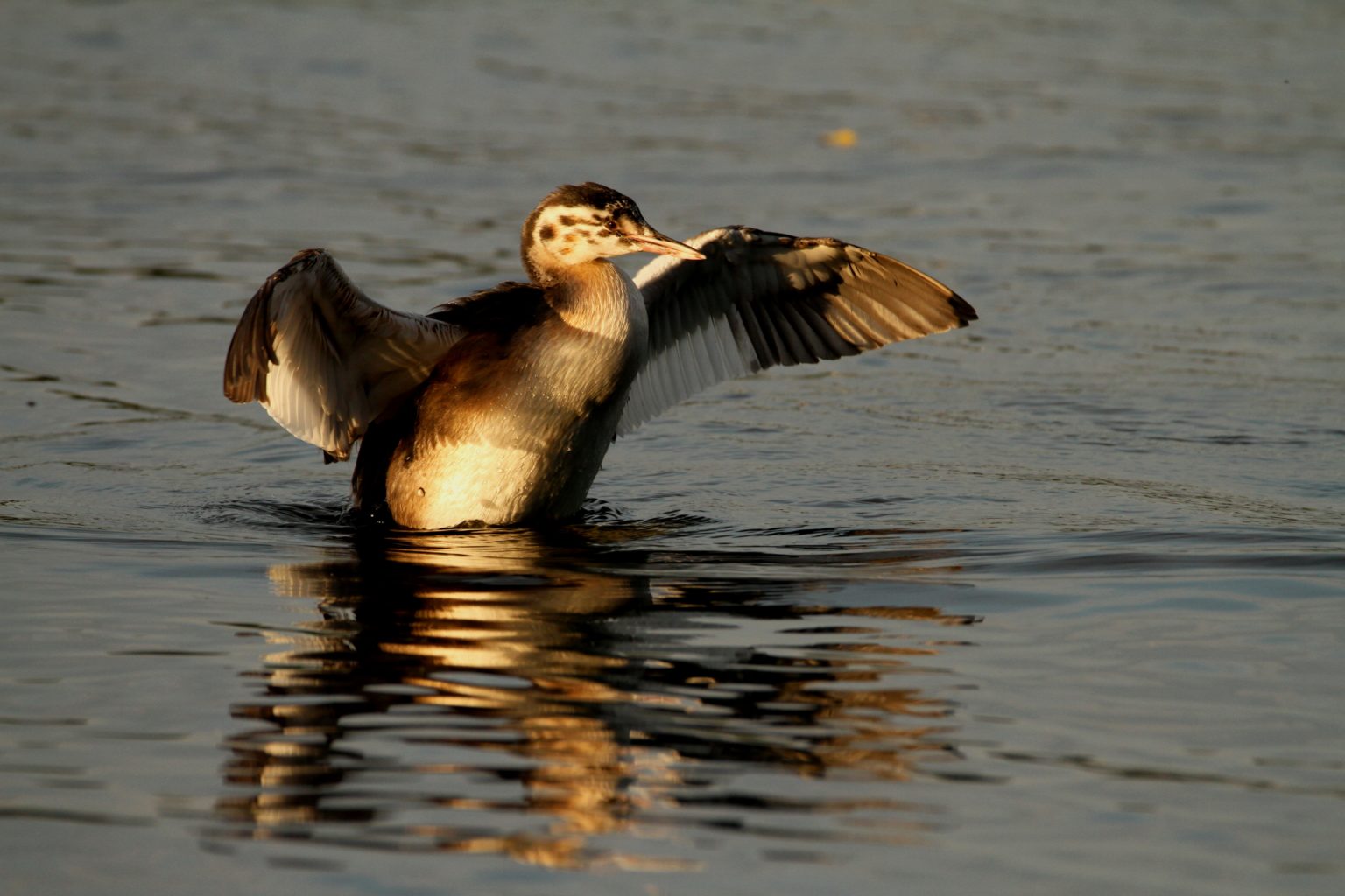 Valokuvaaja: Lasse Kokko
