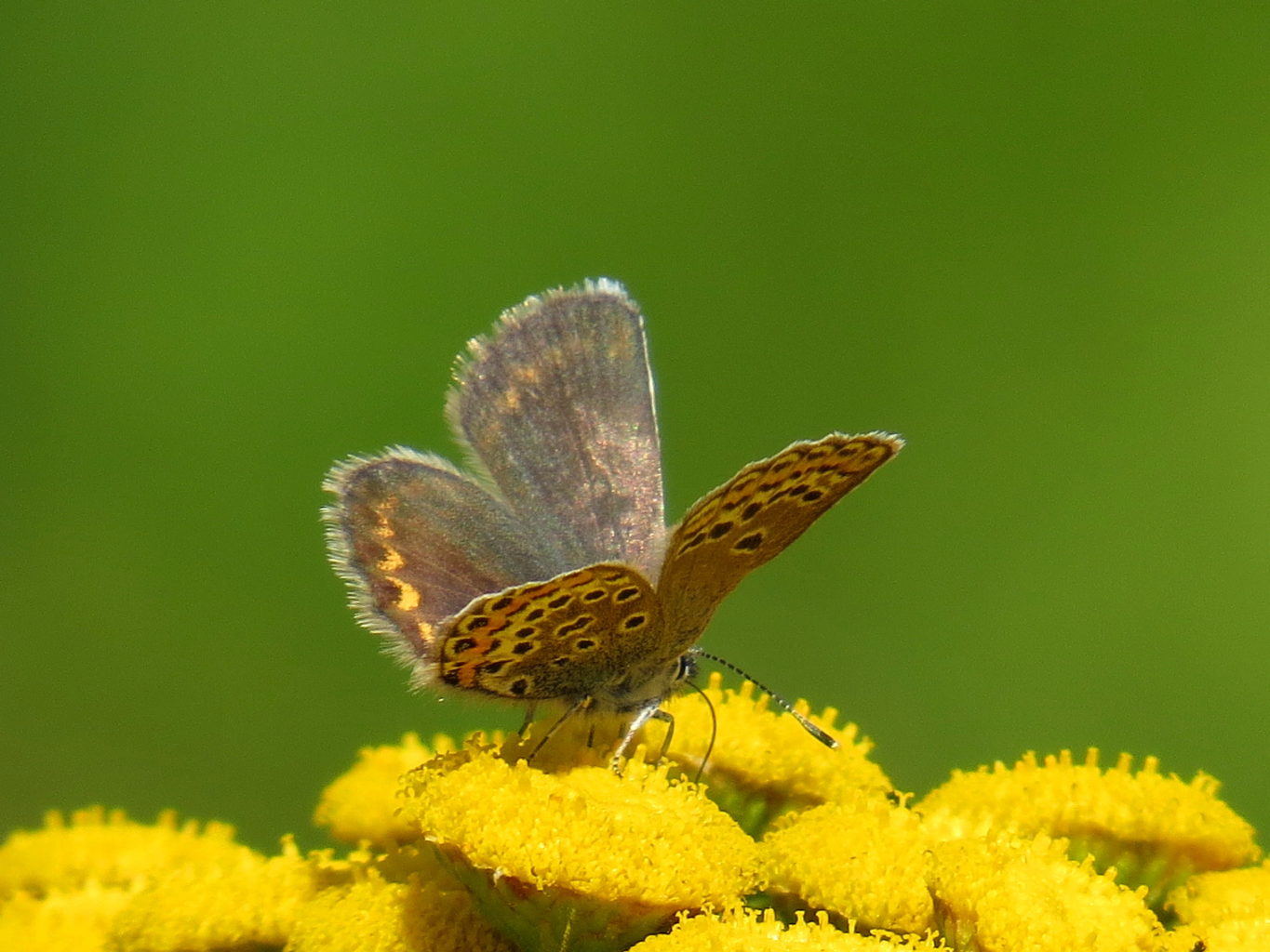 Valokuvaaja: Jaana Talvinen