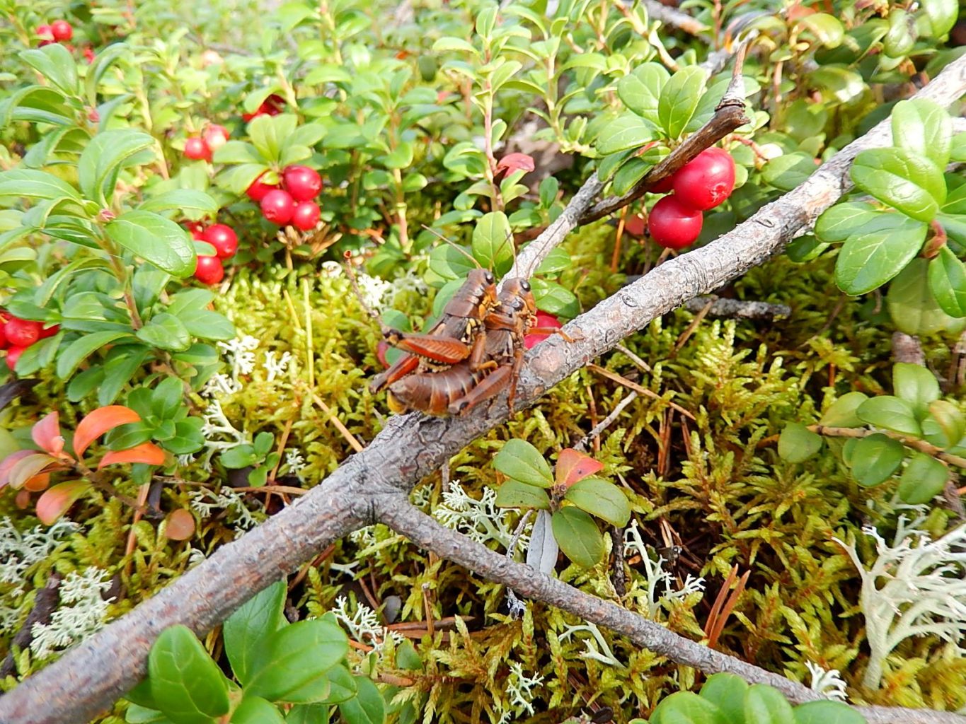 Valokuvaaja: Pirkko Siukonen