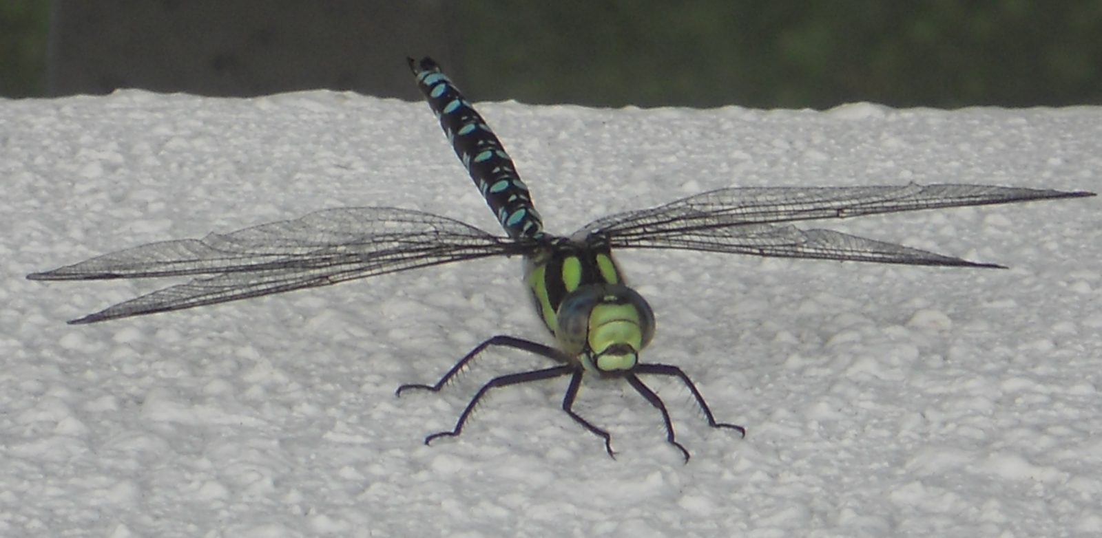 Valokuvaaja: Tiina Arlin