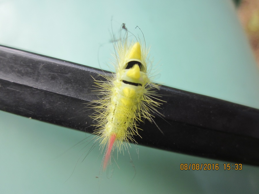 Valokuvaaja: Sirkku Viuhkonen Valokuvaaja: Sirkku Viuhkonen