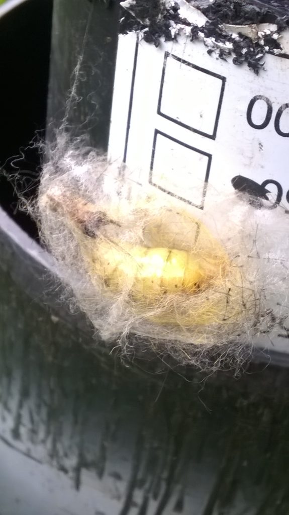 Valokuvaaja: Eija Johanna Saastamoinen