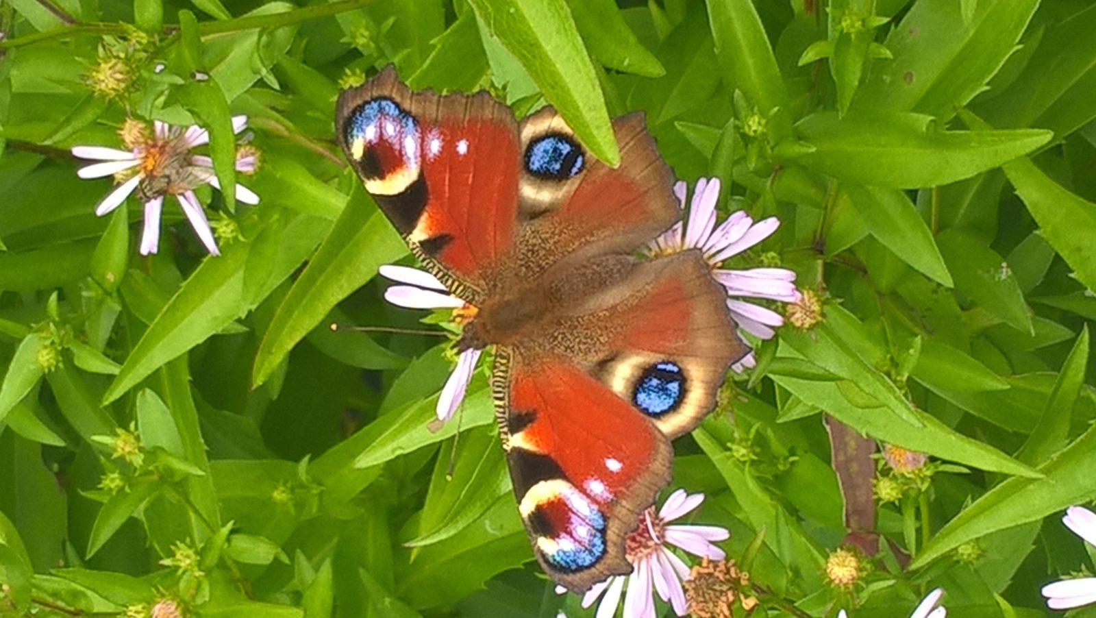 Valokuvaaja: Satu Kuokkanen