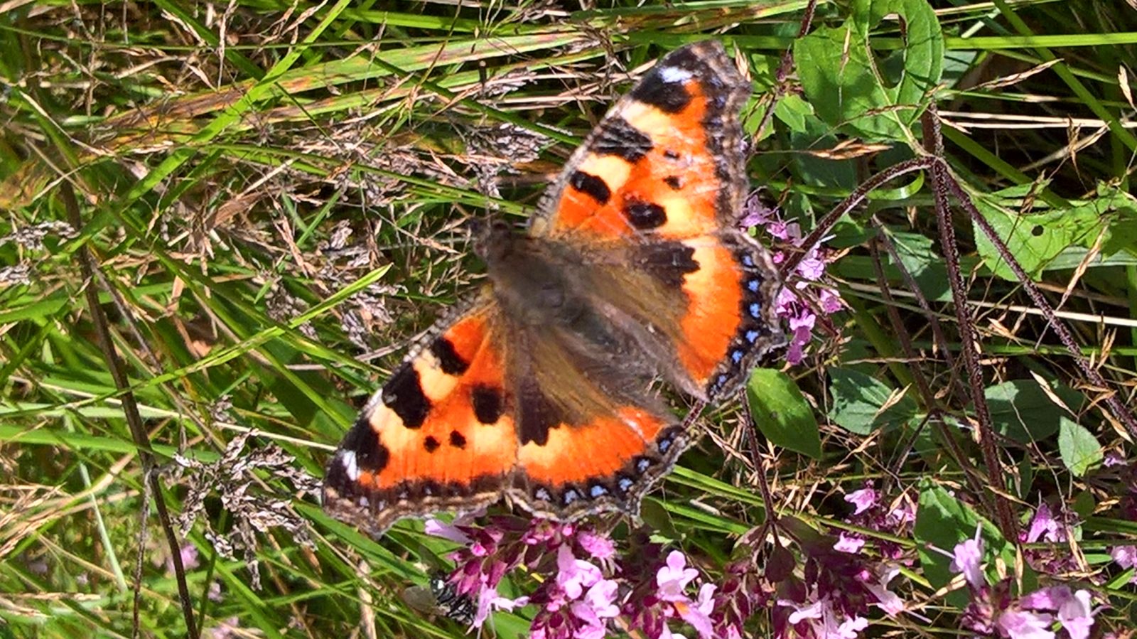 Valokuvaaja: Eija Johanna Saastamoinen