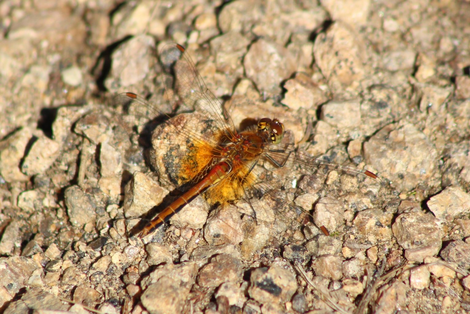 Valokuvaaja: Päivi Salonen