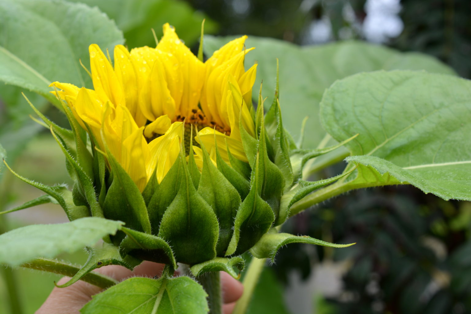 Valokuvaaja: MIKKO T.  SAVOLAINEN