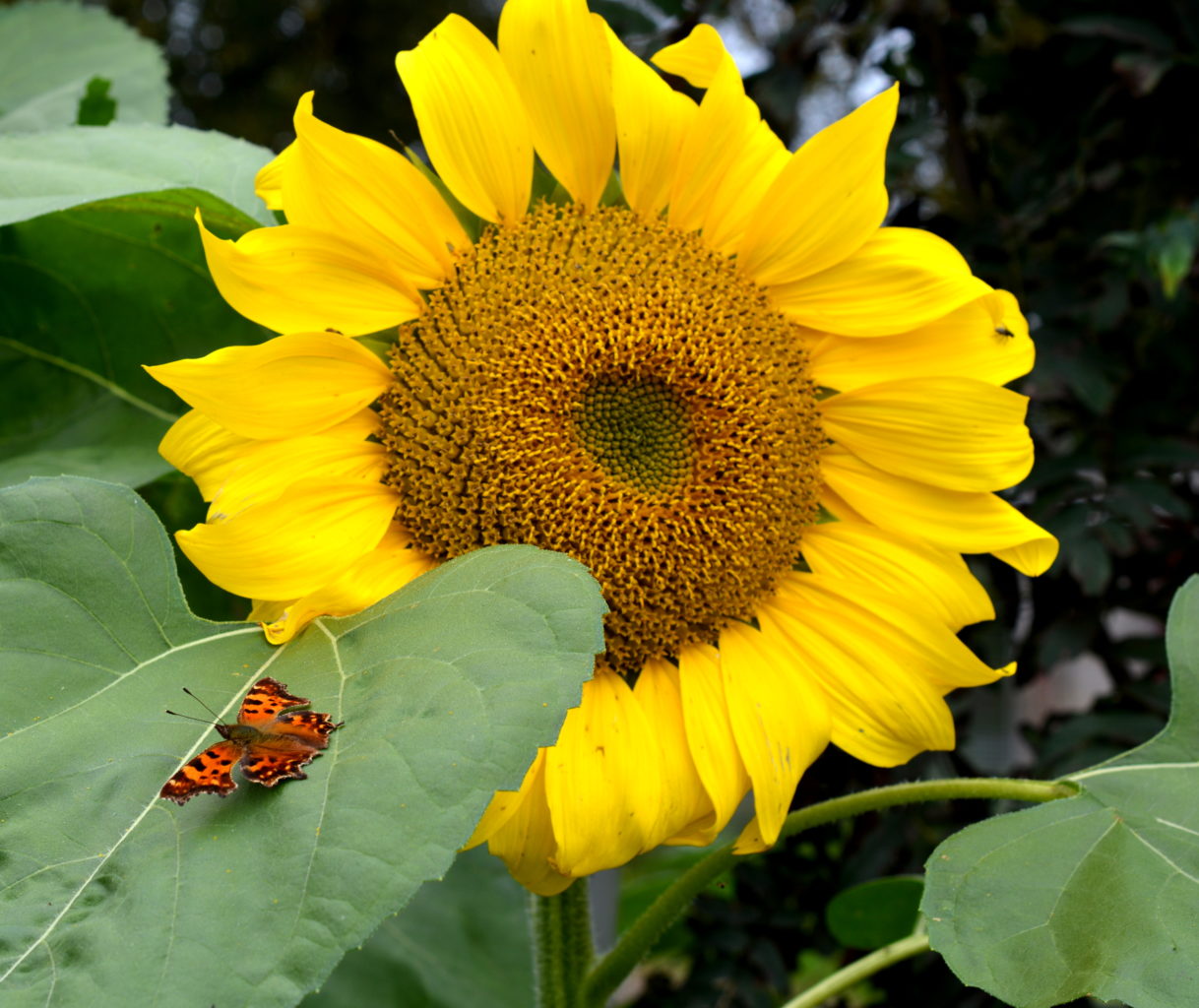Valokuvaaja: MIKKO T.  SAVOLAINEN