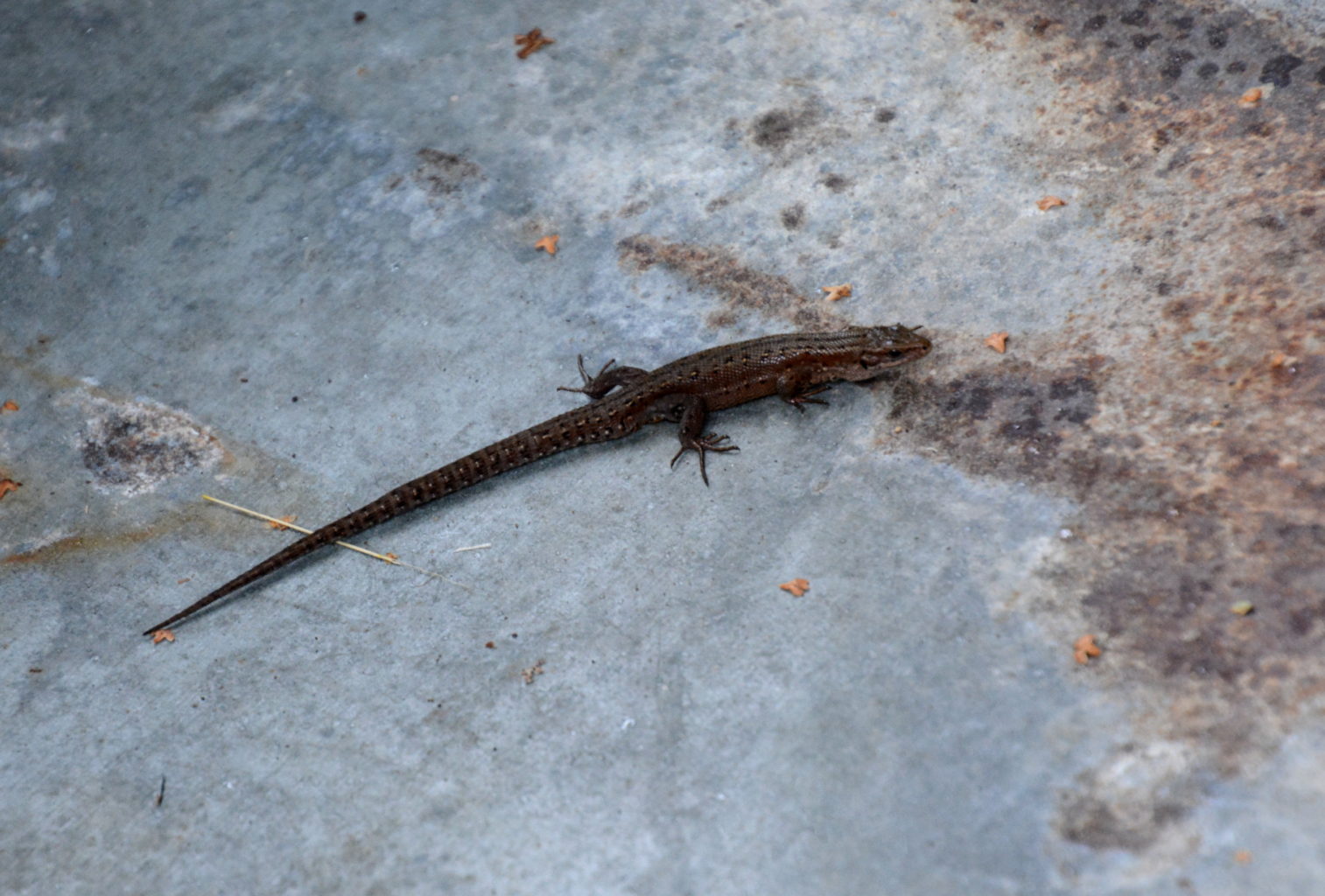 Valokuvaaja: MIKKO T.  SAVOLAINEN