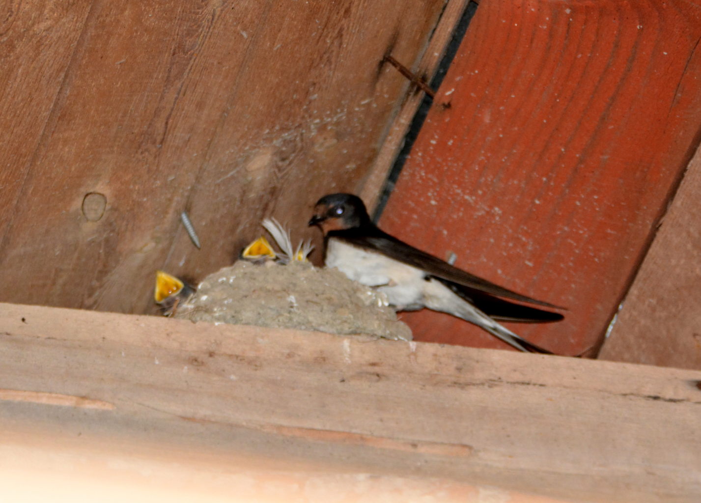 Valokuvaaja: MIKKO T.  SAVOLAINEN