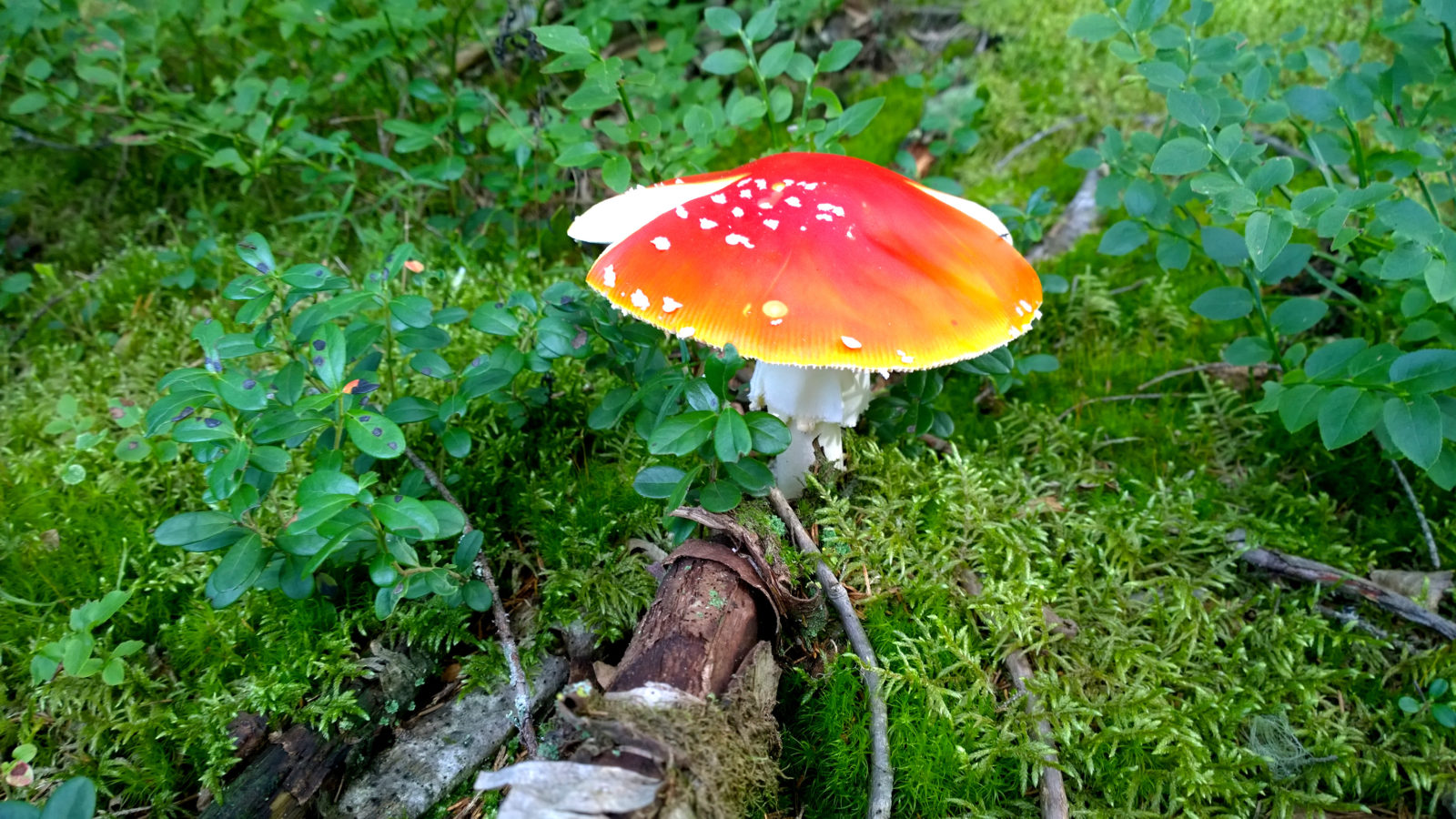 Valokuvaaja: MIKKO T.  SAVOLAINEN