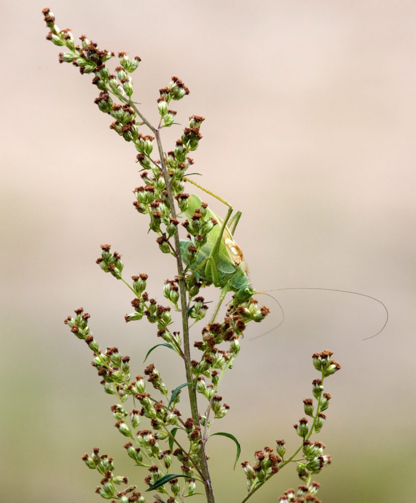 Valokuvaaja: Anna-Liisa Pirhonen